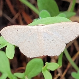 Scopula optivata at Molonglo Valley, ACT - 31 Jan 2022