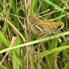 Taractrocera papyria (White-banded Grass-dart) at Stromlo, ACT - 31 Jan 2022 by trevorpreston