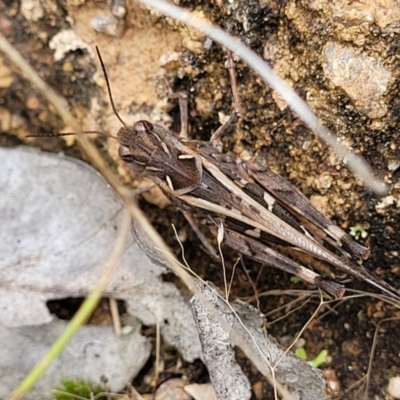 Oedaleus australis (Australian Oedaleus) at Stromlo, ACT - 31 Jan 2022 by trevorpreston
