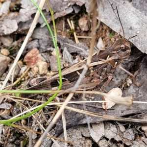 Oedaleus australis at Stromlo, ACT - 31 Jan 2022