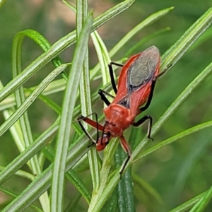 Gminatus australis at Molonglo Valley, ACT - 31 Jan 2022