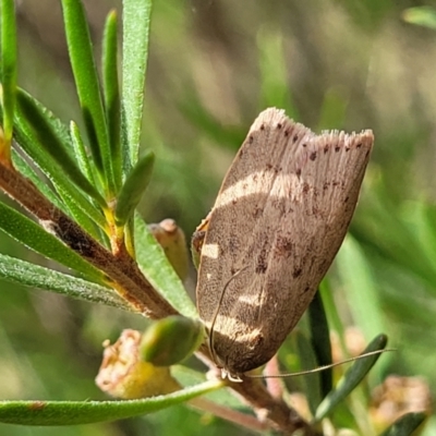 Chezala privatella (A Concealer moth) at Stromlo, ACT - 31 Jan 2022 by tpreston