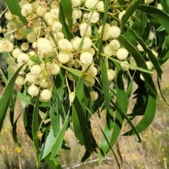 Acacia implexa (Hickory Wattle, Lightwood) at Stromlo, ACT - 31 Jan 2022 by trevorpreston