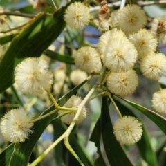 Acacia implexa at Stromlo, ACT - 31 Jan 2022