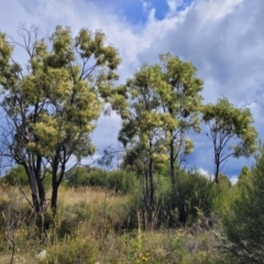 Acacia implexa at Stromlo, ACT - 31 Jan 2022