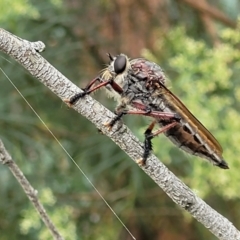 Neoaratus hercules (Herculean Robber Fly) at Molonglo Valley, ACT - 31 Jan 2022 by trevorpreston