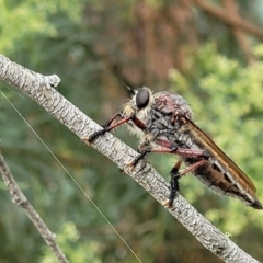 Neoaratus hercules at Molonglo Valley, ACT - 31 Jan 2022