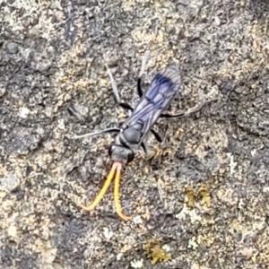 Pompilidae (family) at Molonglo Valley, ACT - 31 Jan 2022