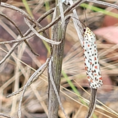 Utetheisa pulchelloides (Heliotrope Moth) at Molonglo Valley, ACT - 31 Jan 2022 by trevorpreston