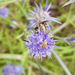 Lasioglossum (Chilalictus) sp. (genus & subgenus) at Weston, ACT - 30 Jan 2022