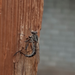 Cerdistus sp. (genus) (Yellow Slender Robber Fly) at Fowles St. Woodland, Weston - 26 Jan 2022 by AliceH