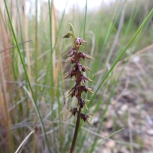 Corunastylis clivicola at Carwoola, NSW - 31 Jan 2022