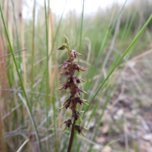 Corunastylis clivicola at Carwoola, NSW - 31 Jan 2022