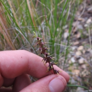 Corunastylis clivicola at Carwoola, NSW - 31 Jan 2022