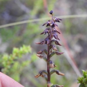 Corunastylis clivicola at Carwoola, NSW - 31 Jan 2022