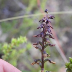 Corunastylis clivicola at Carwoola, NSW - suppressed