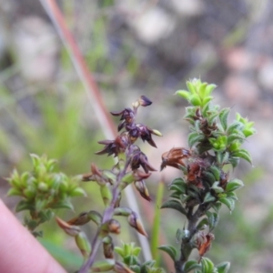 Corunastylis clivicola at Carwoola, NSW - suppressed