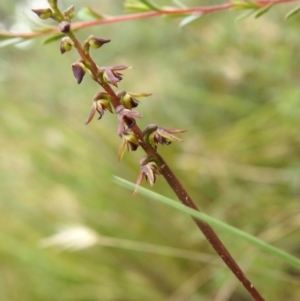 Corunastylis clivicola at Carwoola, NSW - 31 Jan 2022