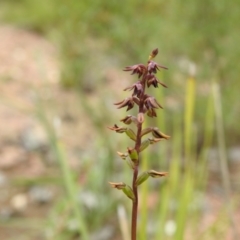 Corunastylis clivicola at Carwoola, NSW - 31 Jan 2022