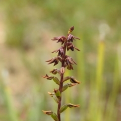 Corunastylis clivicola at Carwoola, NSW - 31 Jan 2022