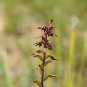 Corunastylis clivicola at Carwoola, NSW - suppressed