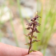 Corunastylis clivicola at Carwoola, NSW - 31 Jan 2022