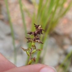 Corunastylis clivicola at Carwoola, NSW - 31 Jan 2022