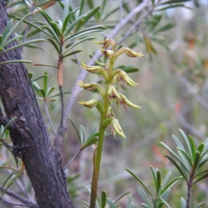 Corunastylis cornuta at Carwoola, NSW - suppressed