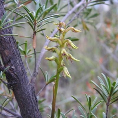 Corunastylis cornuta (Horned Midge Orchid) at Carwoola, NSW - 30 Jan 2022 by Liam.m
