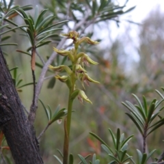 Corunastylis cornuta at Carwoola, NSW - suppressed