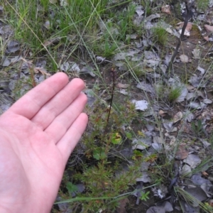 Corunastylis clivicola at Carwoola, NSW - 30 Jan 2022