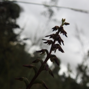 Corunastylis clivicola at Carwoola, NSW - 30 Jan 2022