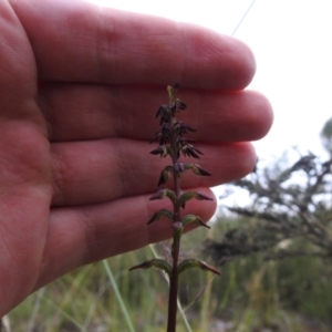 Corunastylis clivicola at Carwoola, NSW - 30 Jan 2022