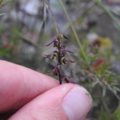 Corunastylis clivicola at Carwoola, NSW - 30 Jan 2022