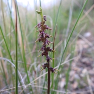 Corunastylis clivicola at Carwoola, NSW - 30 Jan 2022