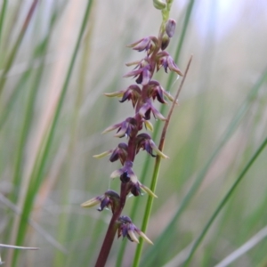 Corunastylis clivicola at Carwoola, NSW - suppressed