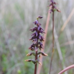 Corunastylis clivicola at Carwoola, NSW - suppressed