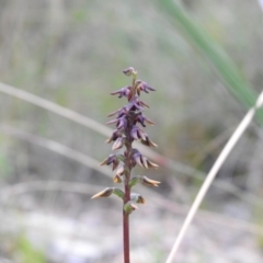 Corunastylis clivicola at Carwoola, NSW - suppressed