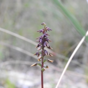 Corunastylis clivicola at Carwoola, NSW - suppressed