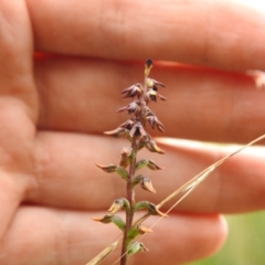 Corunastylis clivicola at Carwoola, NSW - suppressed