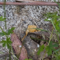 Heteronympha solandri at Cotter River, ACT - 27 Jan 2022 06:33 PM