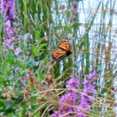 Danaus plexippus (Monarch) at Lake Tuggeranong - 31 Jan 2022 by RodDeb