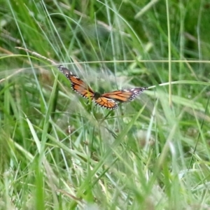 Danaus plexippus at Greenway, ACT - 31 Jan 2022