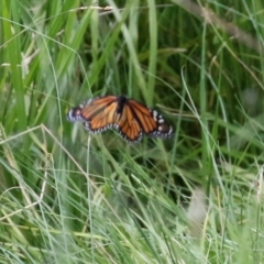 Danaus plexippus at Greenway, ACT - 31 Jan 2022