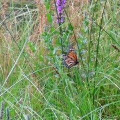 Danaus plexippus at Greenway, ACT - 31 Jan 2022