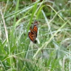 Danaus plexippus at Greenway, ACT - 31 Jan 2022