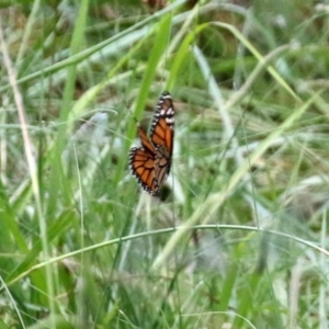 Danaus plexippus at Greenway, ACT - 31 Jan 2022