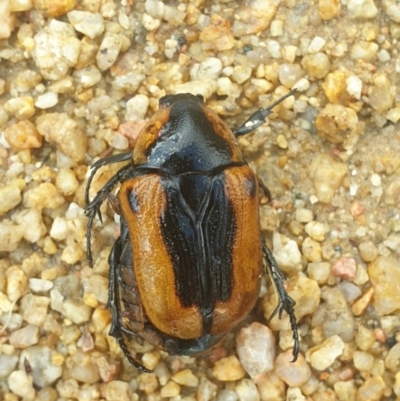 Chondropyga dorsalis (Cowboy beetle) at Acton, ACT - 31 Jan 2022 by LD12