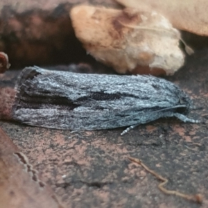 Agriophara platyscia at Turner, ACT - 31 Jan 2022