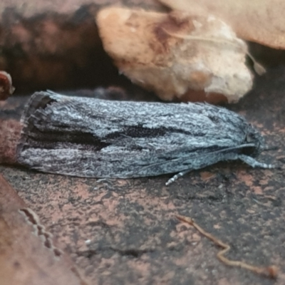 Agriophara platyscia (A Flat-bodied moth (Depressidae) at Turner, ACT - 31 Jan 2022 by LD12